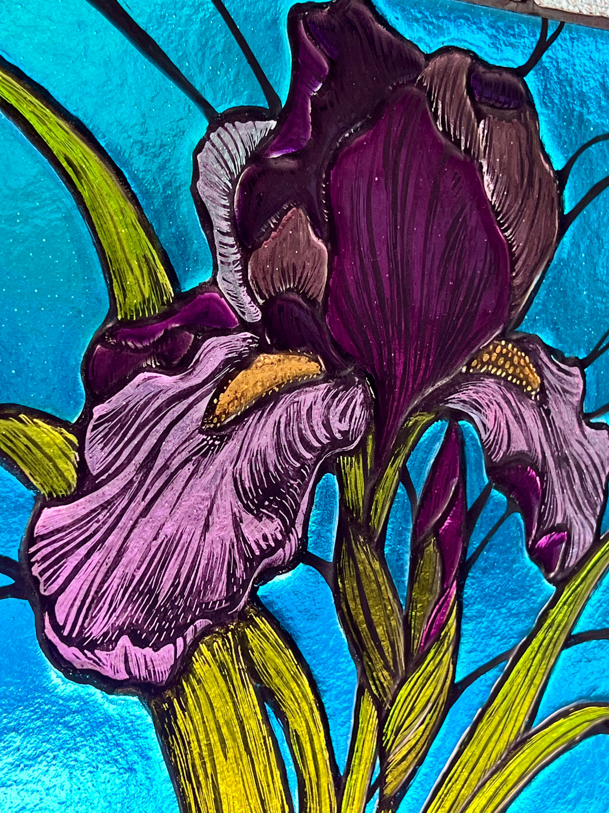 Iris