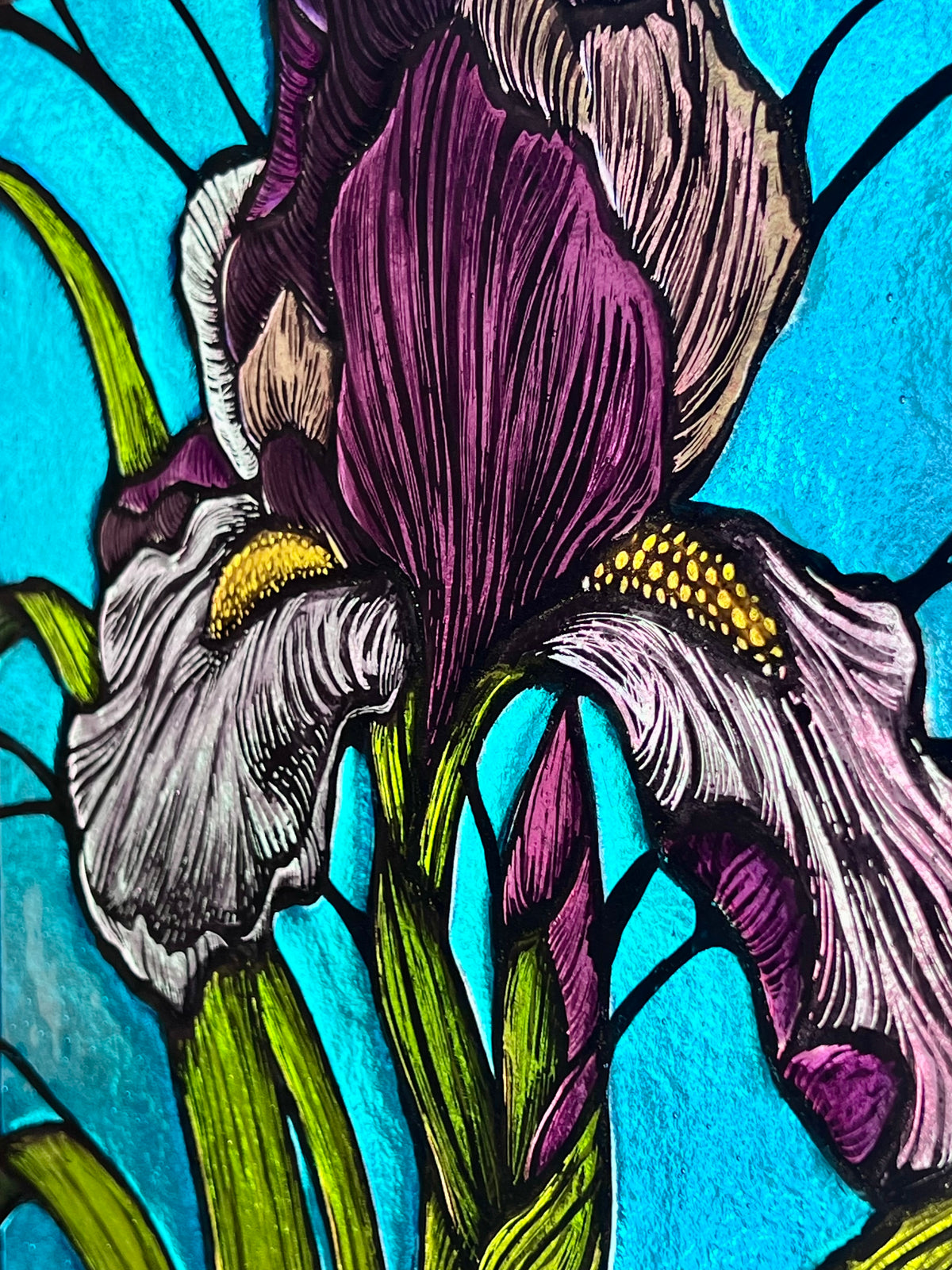 Iris